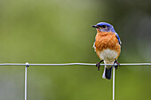 Blauer Vogel auf Zaun