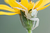 Krabbenspinne auf Blüte