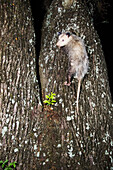 Opossum klettert auf Baum