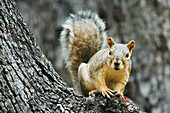 Squirrel in Oak Tree