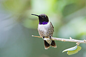 Schwarzkinn-Kolibri auf Ast