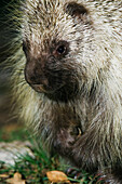 Close-Up of Porcupine