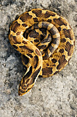 Coiled Hognosed Snake