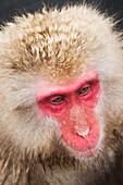 Portrait of Japanese Macaque