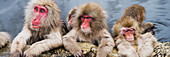 Portrait of Japanese Macaques