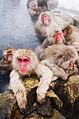 Portrait of Japanese Macaques