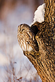 Habichtskauz im Baum