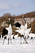 Rotscheitelkraniche auf dem Display,Hokkaido,Japan