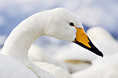 Portrait of Whooper Swan