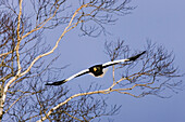 Steller's Sea Eagle,Shiretoko Peninsula,Hokkaido,Japan