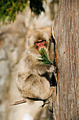 Japanischer Makake klettert auf Baum, frisst Blätter
