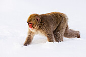 Japanischer Makake geht im Schnee spazieren