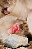 Japanese Macaque Sleeping