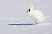 Singschwan, Kussharo-See, Hokkaido, Japan