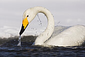 Whooper Swan,Lake Kussharo,Hokkaido,Japan
