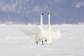 Whooper Swans at Lake Kussharo,Hokkaido,Japan