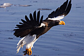 Stellerscher Seeadler, Jagd, Nemuro-Kanal, Rausu, Hokkaido, Japan