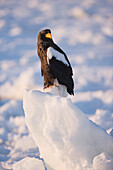 Riesenseeadler, Nemuro-Kanal, Rausu, Hokkaido, Japan