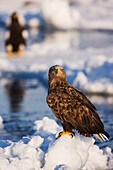 White-tailed Eagle,Nemuro Channel,Rausu,Hokkaido,Japan