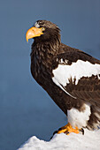 Steller's Sea Eagle,Shiretoko Peninsula,Hokkaido,Japan