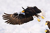 Seeadler,Shiretoko-Halbinsel,Hokkaido,Japan