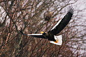 Steller's Sea Eagle,Shiretoko Peninsula,Hokkaido,Japan