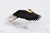 Steller's Sea Eagle,Shiretoko Peninsula,Hokkaido,Japan