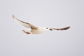 Gull in Flight,Hokkaido,Japan
