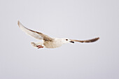 Möwe im Flug,Hokkaido,Japan