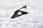 Steller's Sea Eagle in Flight,Shiretoko Peninsula,Hokkaido,Japan