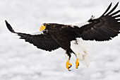Steller's Sea Eagle in Flight,Shiretoko Peninsula,Hokkaido,Japan
