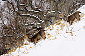 Sikahirsch,Shiretoko-Halbinsel,Hokkaido,Japan