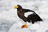 Steller's Sea Eagle on Ice Floe,Nemuro Channel,Hokkaido,Japan