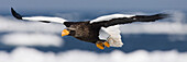 Steller's Sea Eagle in Flight,Nemuro Channel,Hokkaido,Japan