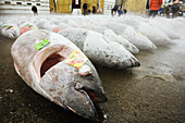 Tuna Fish at Fish Market,Tokyo,Japan