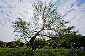 Mesquite-Baum, Texas Hill Country, Texas, USA