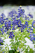 Gefrorene Bluebonnets im Schnee, Texas Hill Country, Texas, USA