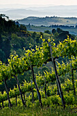 Vineyard,Tuscany,Italy