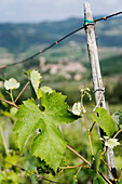 Grape Vine,Montefioralle,Chianti,Tuscany,Italy