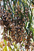 Monarch Butterflies,Goleta,Southern California,USA