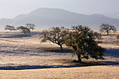 Eichenbäume im Feld,Santa Ynez Valley,Südkalifornien,USA