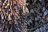 Monarch Butterflies on Pine Tree,Sierra Chincua Butterfly Sanctuary,Angangueo,Mexico