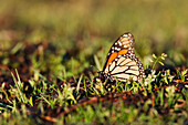 Monarch Butterfly in Grass,El Rosario Monarch Butterfly Reserve,Michoacan,Mexico