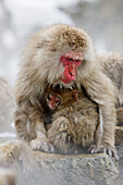 Mother and Young Japanese Macaques,Jigokudani Onsen,Nagano,Japan