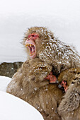 Yawning Japanese Macaque in Huddle,Jigokudani Onsen,Nagano,Japan