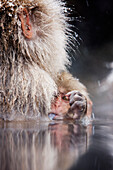 Baby Japanese Macaque Sticking Tongue Out,Jigokudani Onsen,Nagano,Japan
