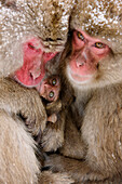 Japanese Macaques Huddled Together,Jigokudani Onsen,Nagano,Japan