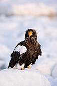 Seeadler, Nemuro-Kanal, Shiretoko-Halbinsel, Hokkaido, Japan