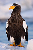 Riesenseeadler,Nemuro-Kanal,Shiretoko-Halbinsel,Hokkaido,Japan