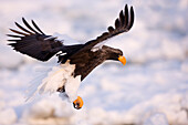Steller's Sea Eagle Flying,Nemuro Channel,Shiretoko Peninsula,Hokkaido,Japan